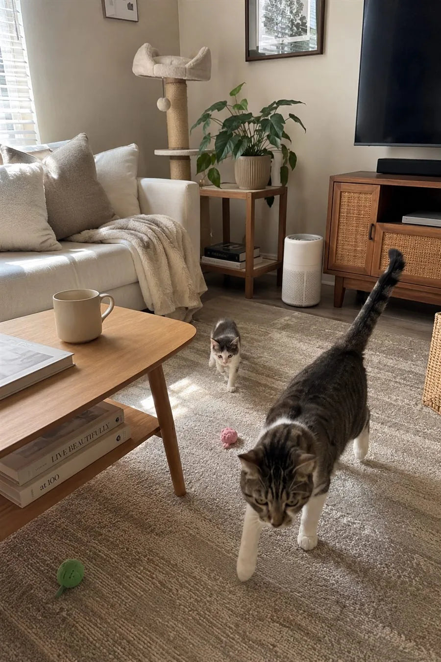 Adult cat and kitten in a bright living room with Fealine beside the media console